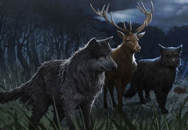 animagus
