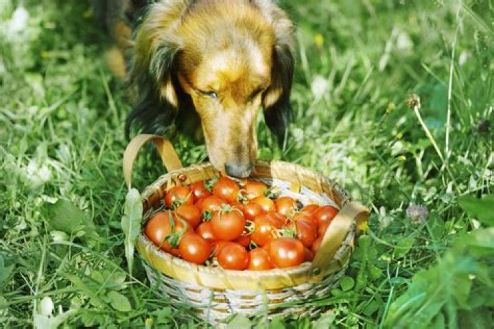are tomatoes bad for dogs