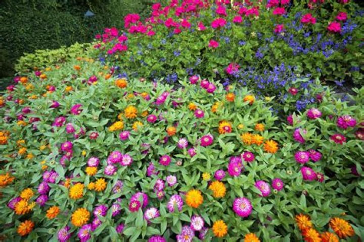are zinnias perennials