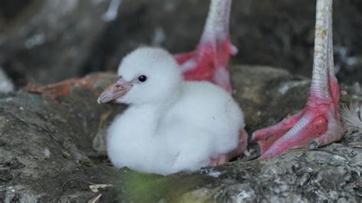 baby flamingo