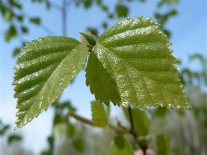 birch tree leaves