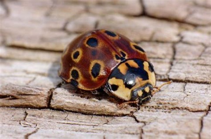 brown ladybug