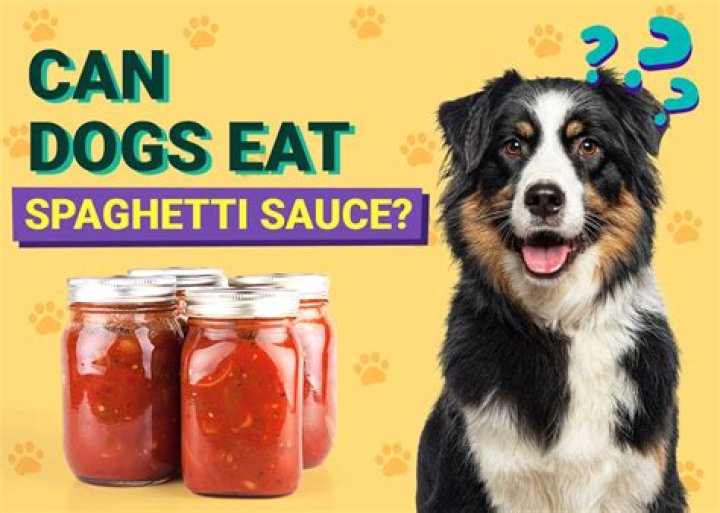 can dogs eat spaghetti