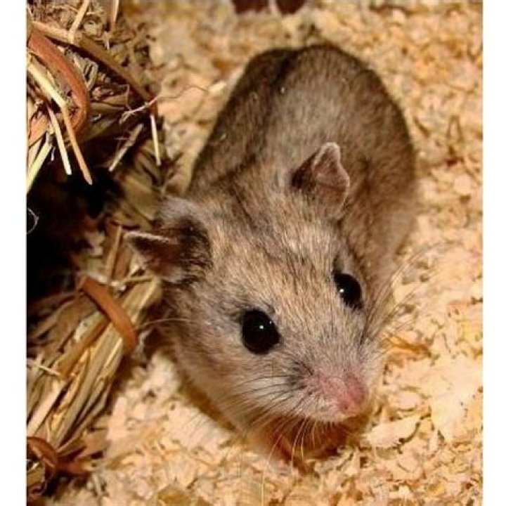chinese dwarf hamster