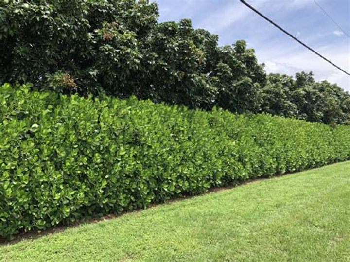 clusia hedge