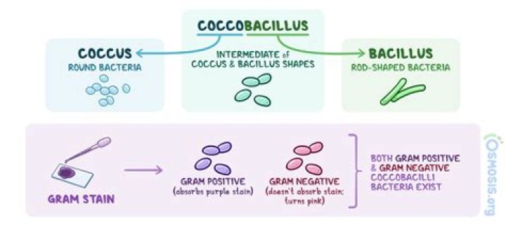 coccobacilli