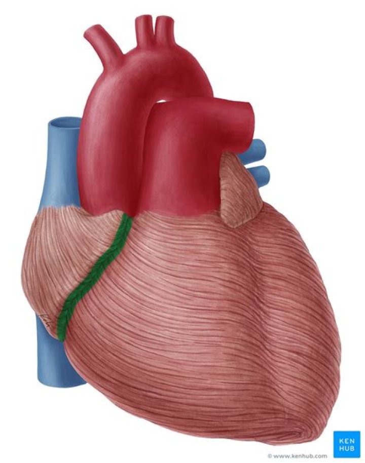 coronary sulcus