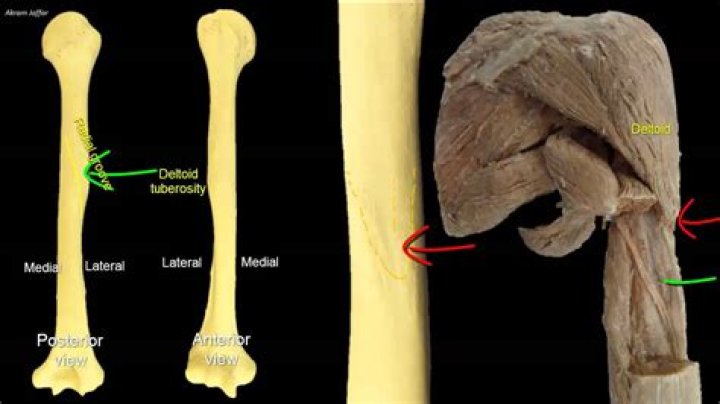 deltoid tuberosity
