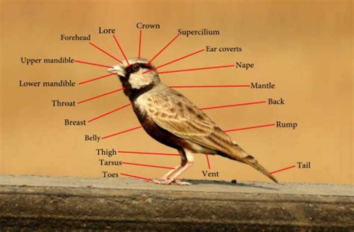 do birds have ears