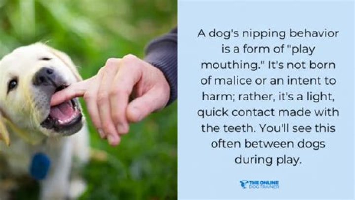 dog nip