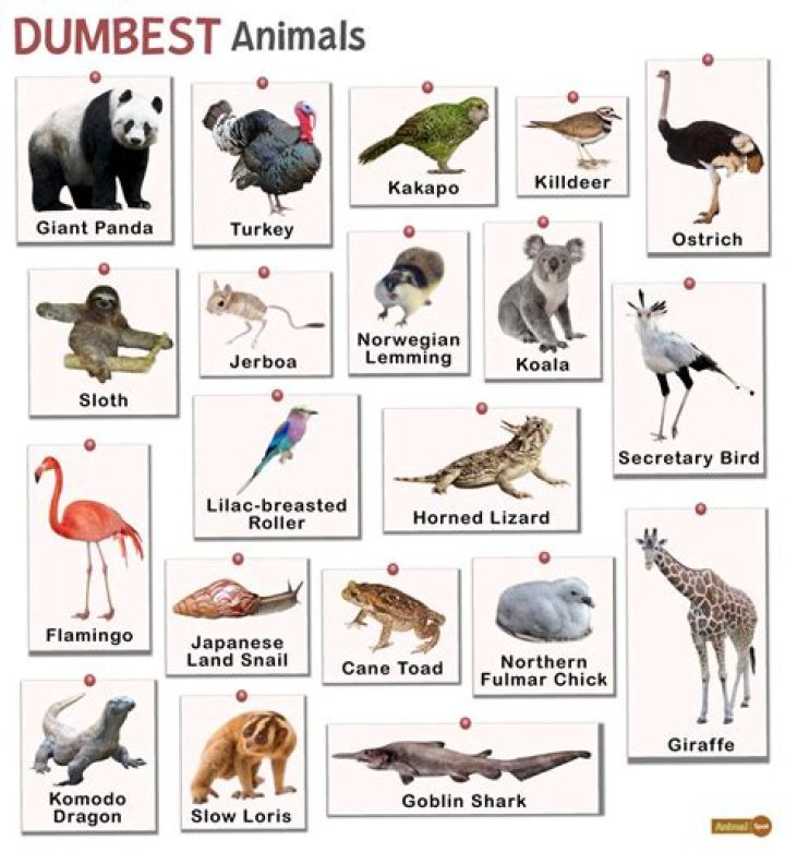 Exploring The Truth Behind The "Dumbest Animal"