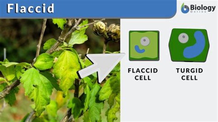 flaccid meaning