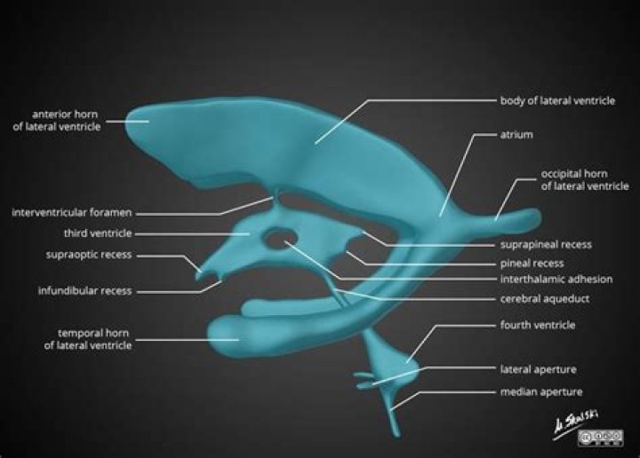 foramen of monro