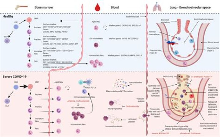 high neutrophils