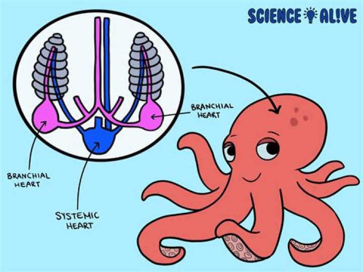 how many hearts does an octopus have