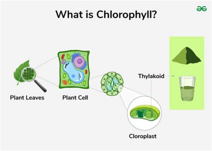how to get chlorophyll out of clothes