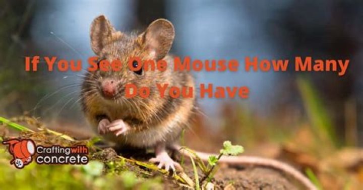 if you see one mouse how many do you have