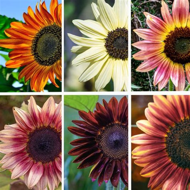 is the centre of sunflowers always brown