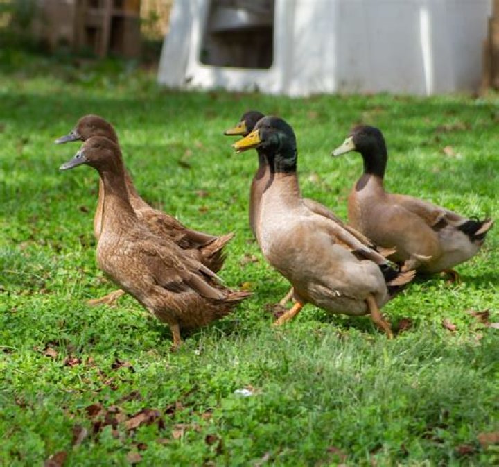 khaki campbell ducks