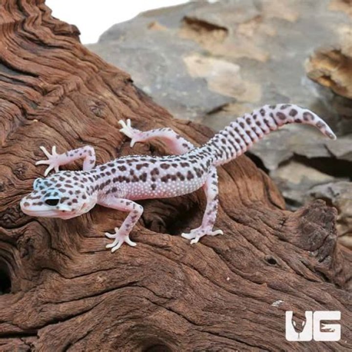 leopard geckos for sale