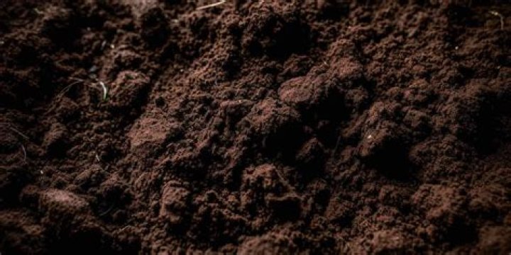 loam soil