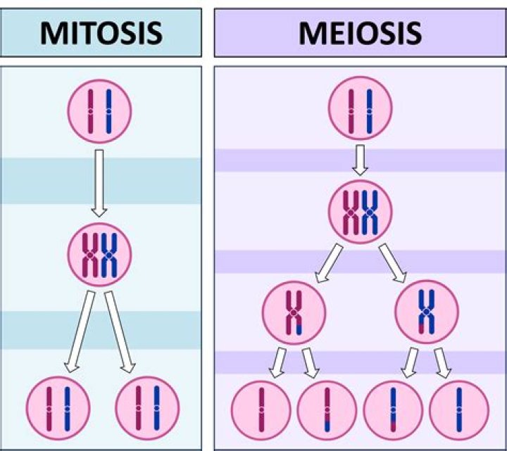 mitosis vs meiosis