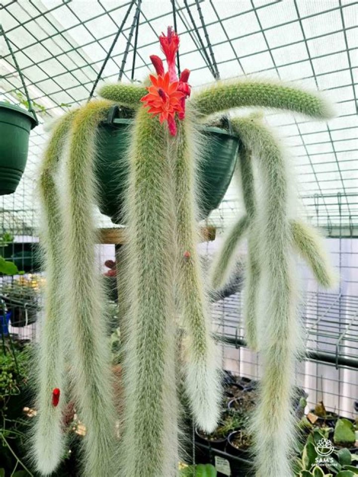 monkey tail cactus
