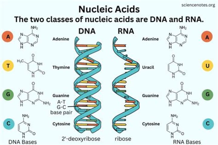 nucleic acid examples