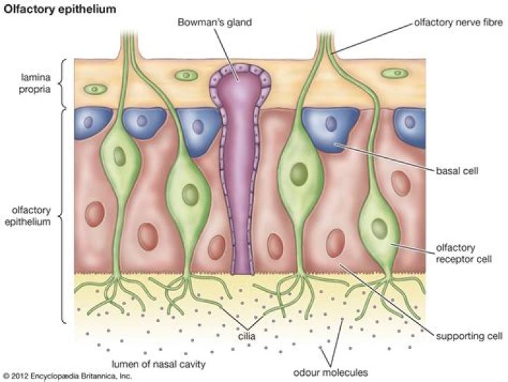 olfactory epithelium
