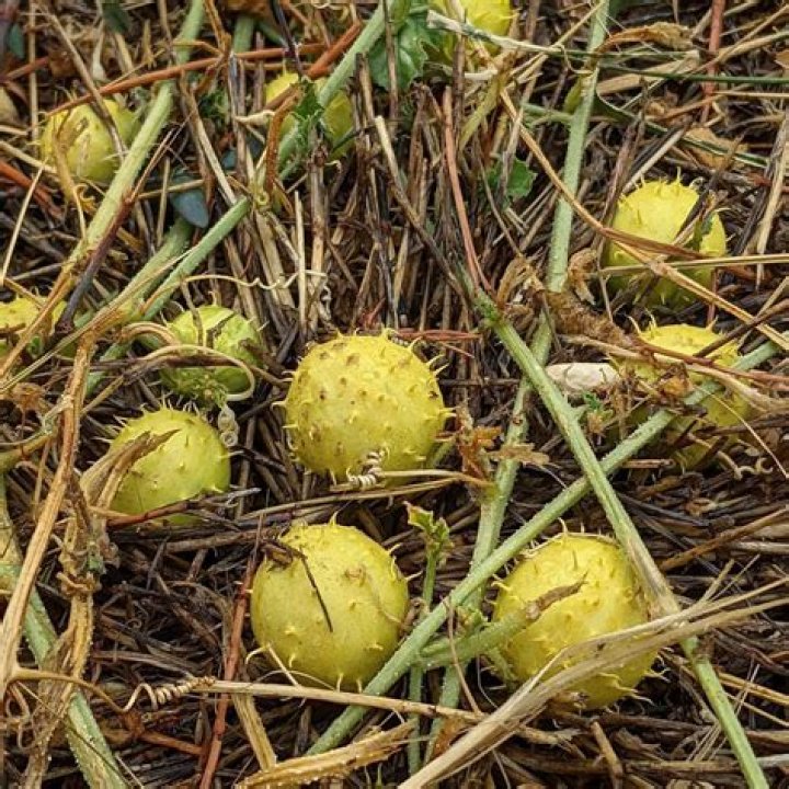 paddy melon