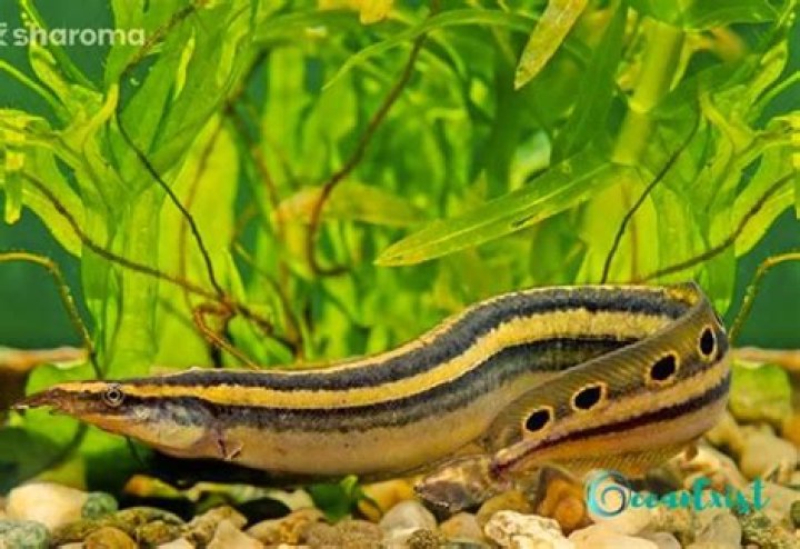 peacock eel