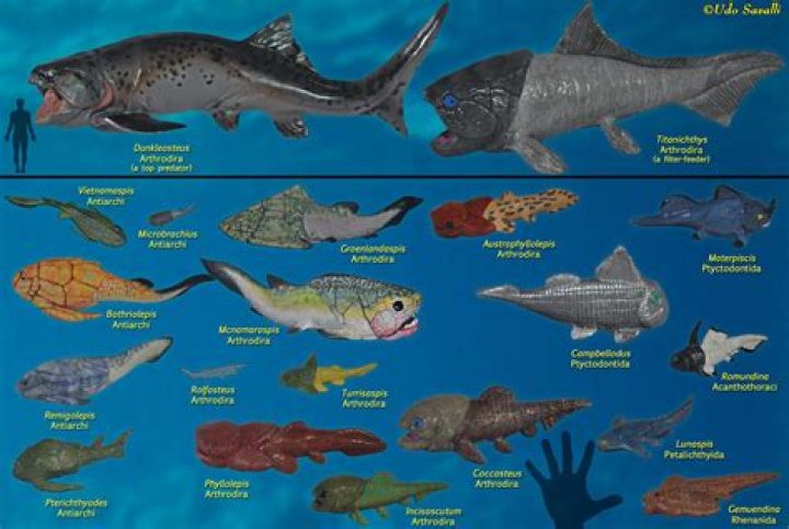 placoderms
