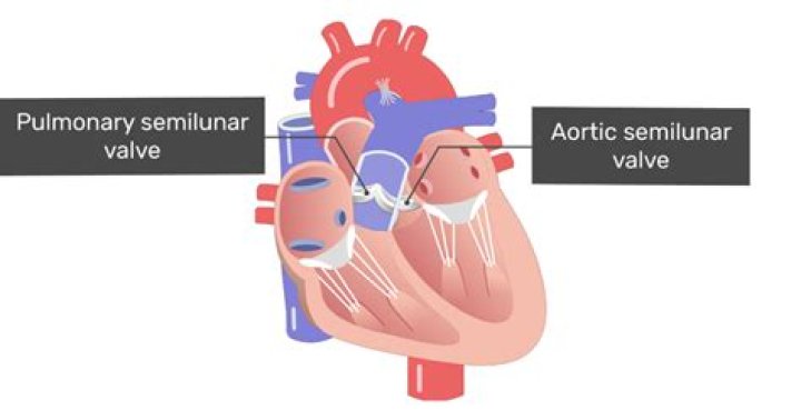 pulmonary semilunar valve