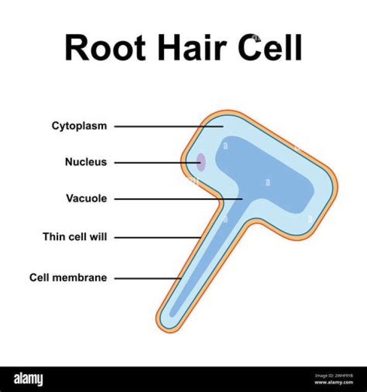 root hair cell