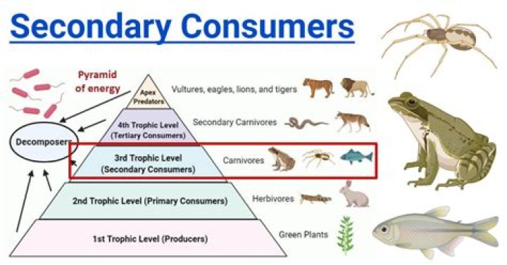 secondary consumers