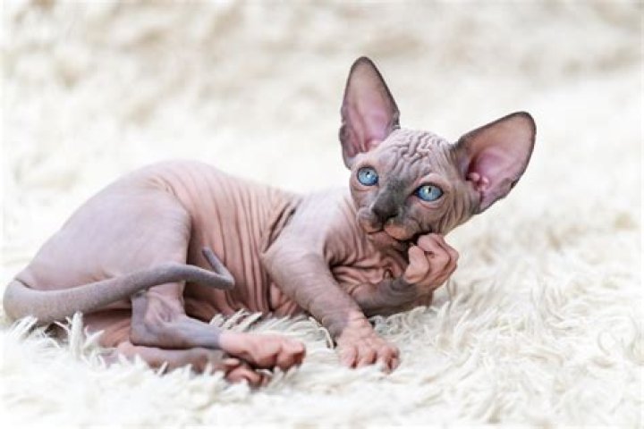 sphynx cat price