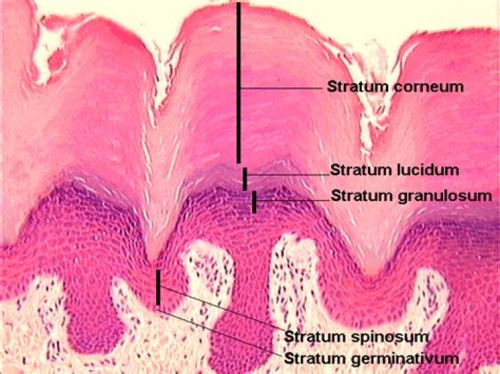 stratum lucidum