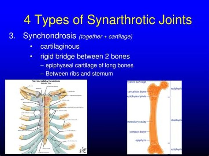 synarthrotic joints