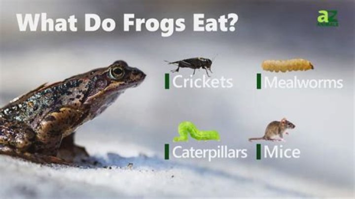 what do frogs eat