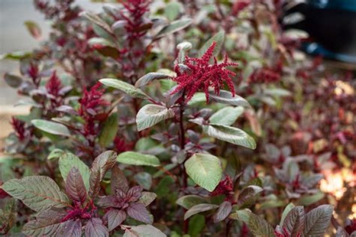 what is amaranth