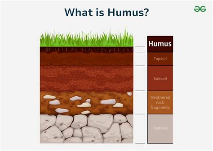 what is humus